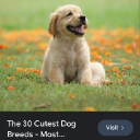 Doggi's icon