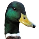 duck's icon