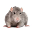 rat's icon