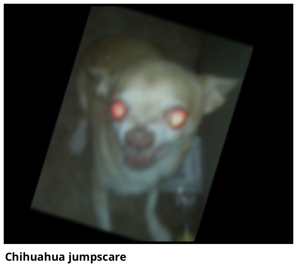 Chihuahua jumpscare