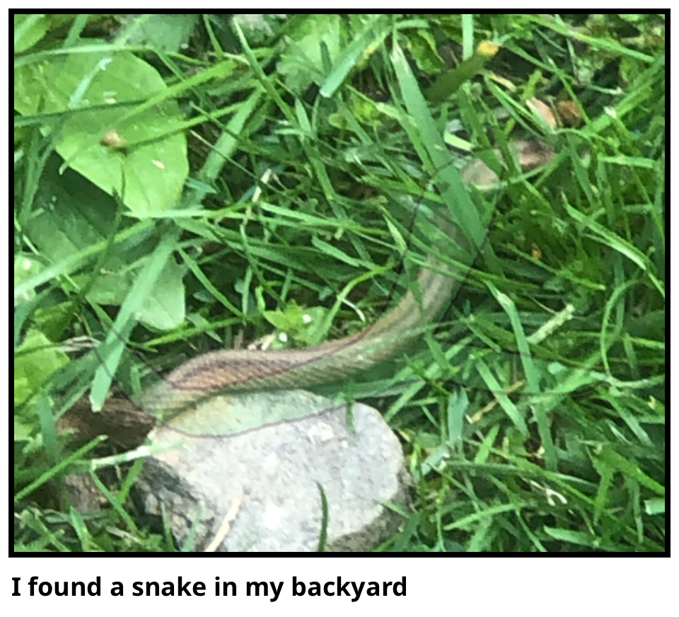 I found a snake in my backyard