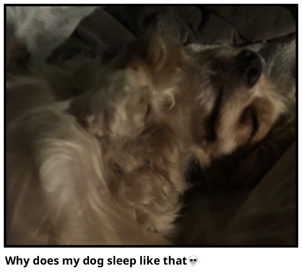 Why does my dog sleep like that💀